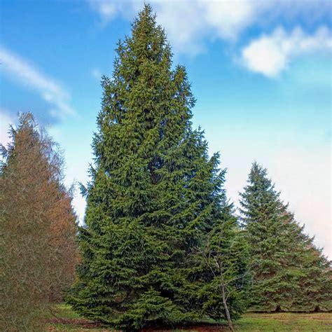 norway spruce for sale in pa